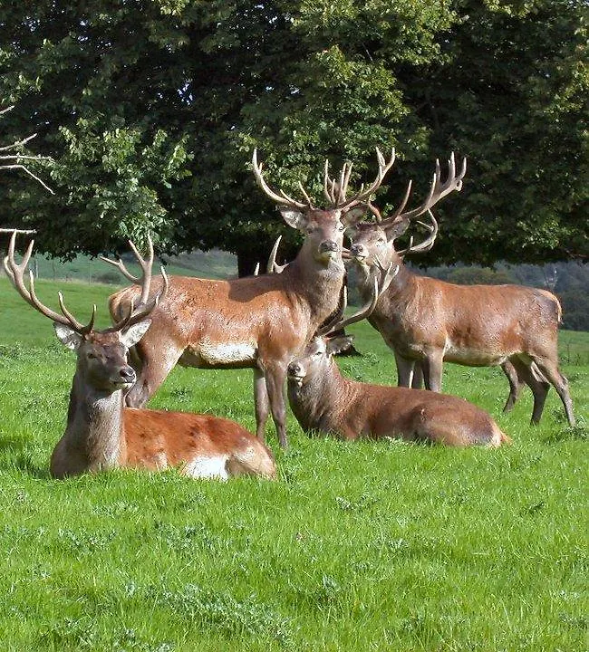 *** Pensjonat 19Th Green Guesthouse Killarney Irlandia